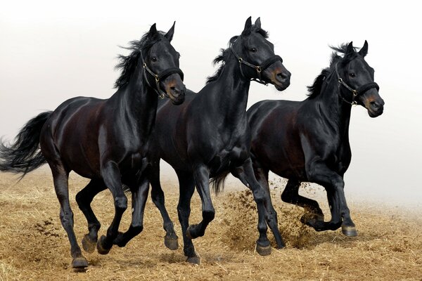 Trois étalons lisses noirs