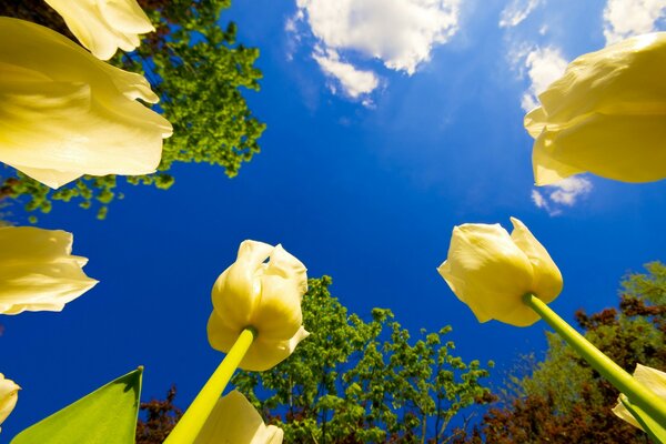 Cielo azul brillante sobre tulipanes amarillos