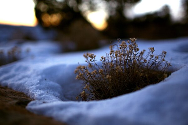 A bush of grass sprouted among the snow