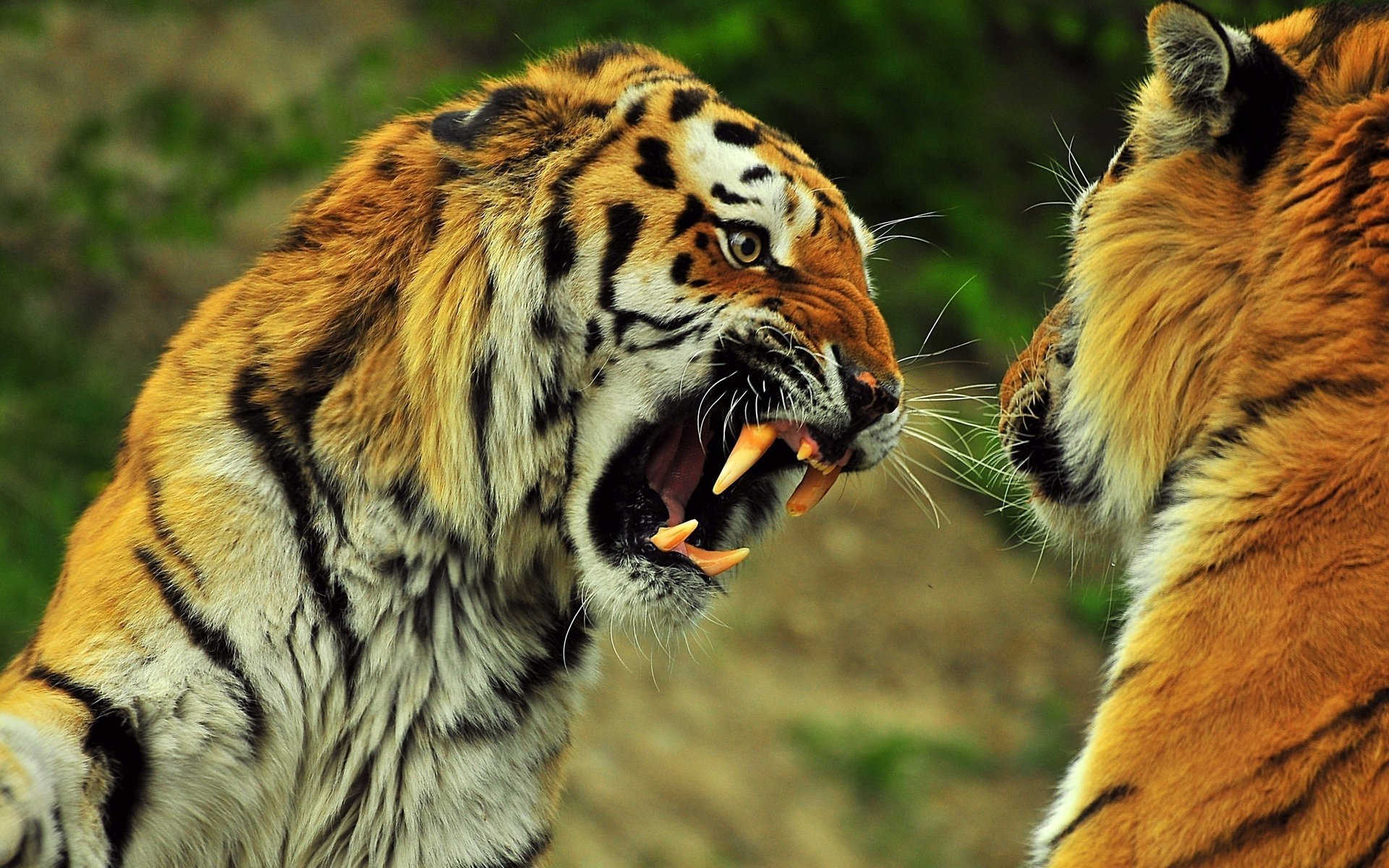 tiger zähne brüllen grinsen streifen rachen