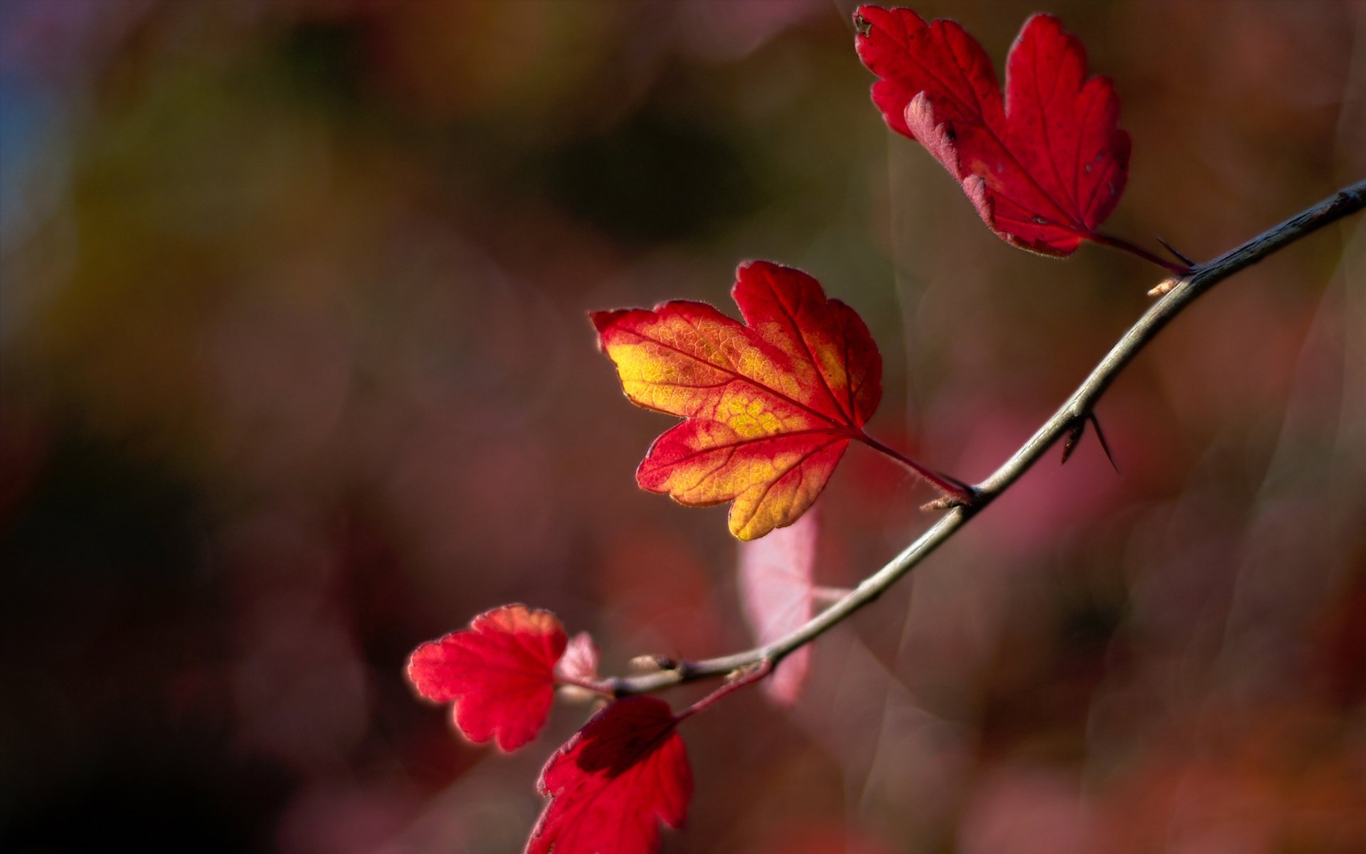 zweig herbst blätter unschärfe bokeh