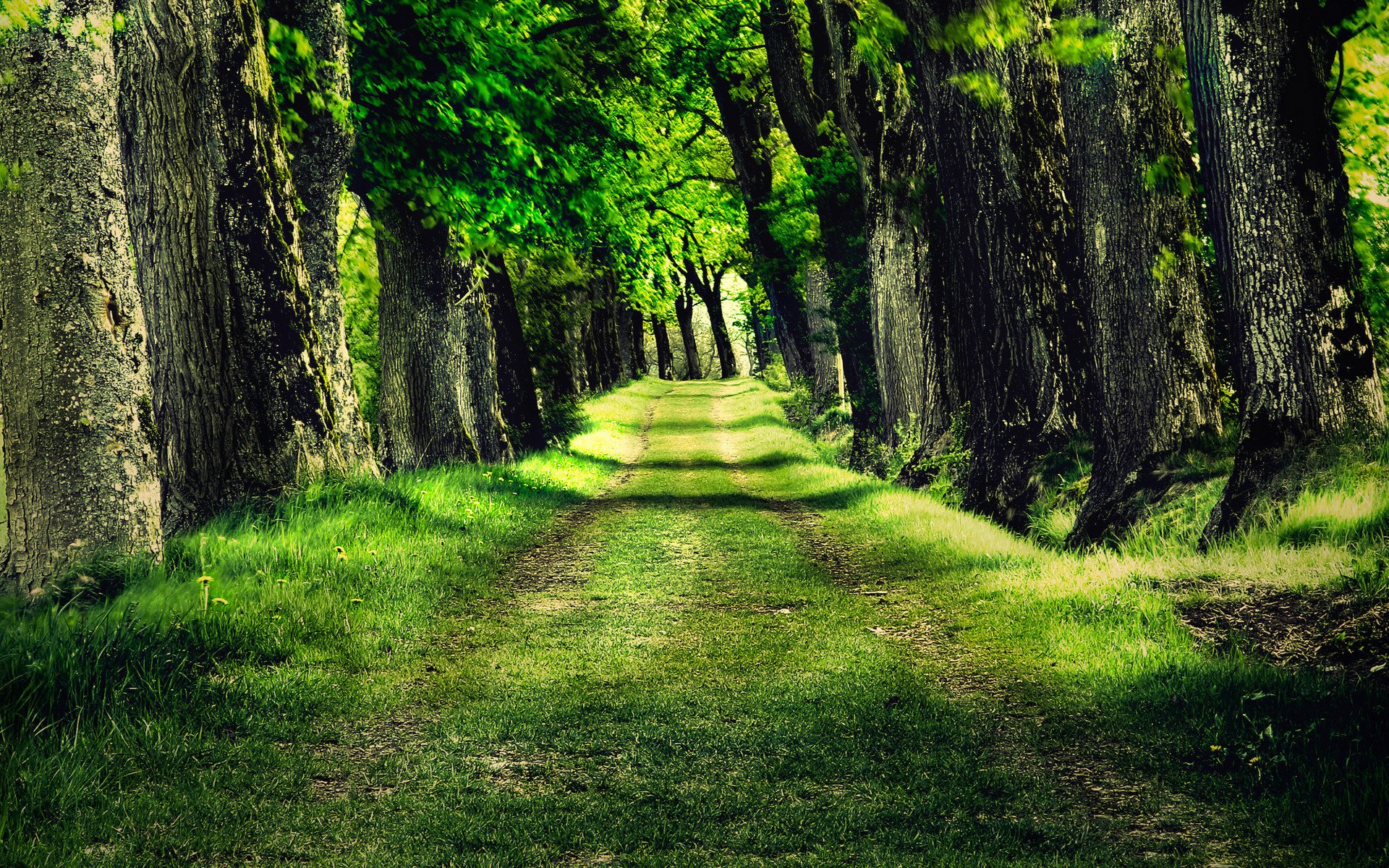 greens grass forest tree