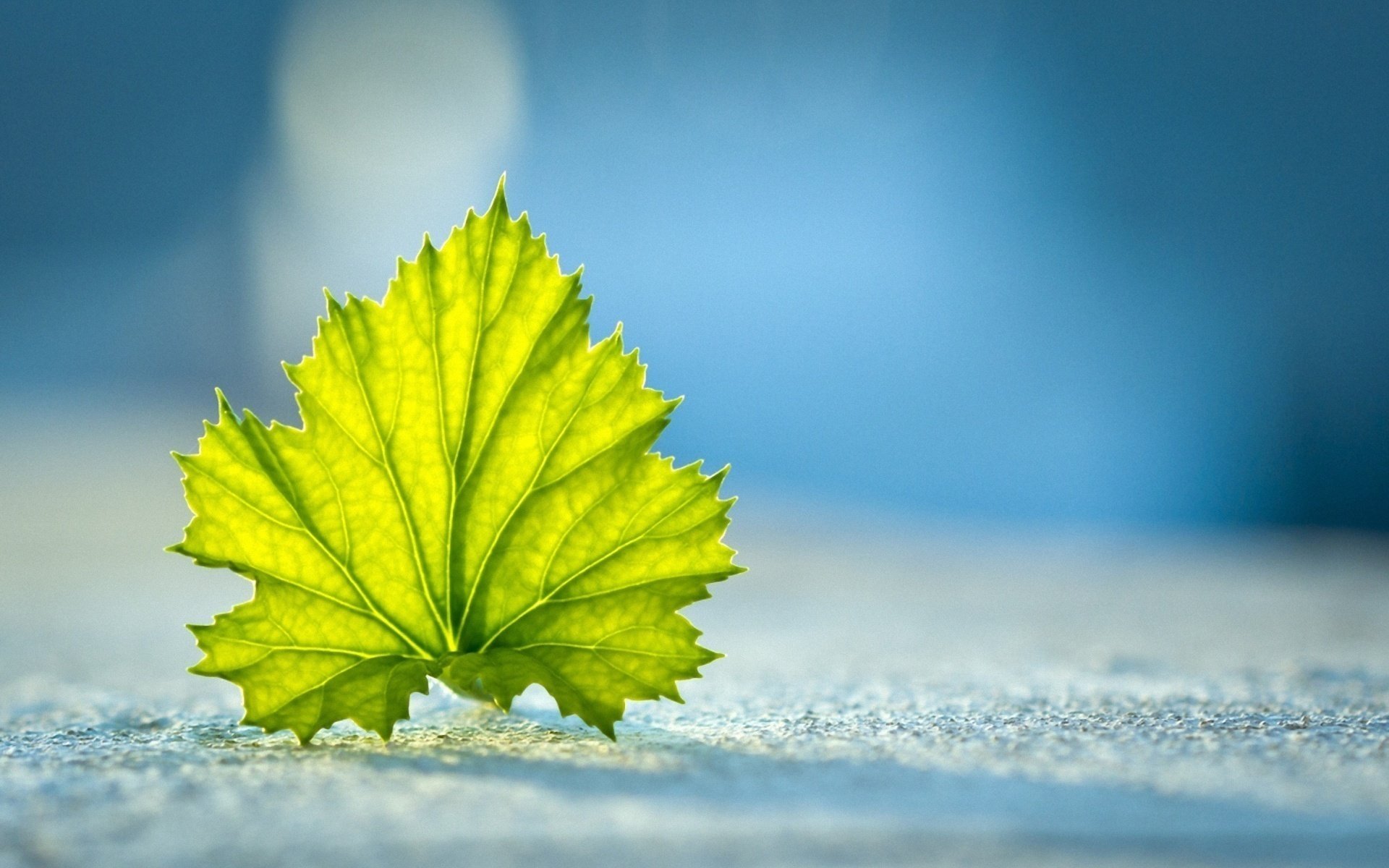 feuille gros plan sable