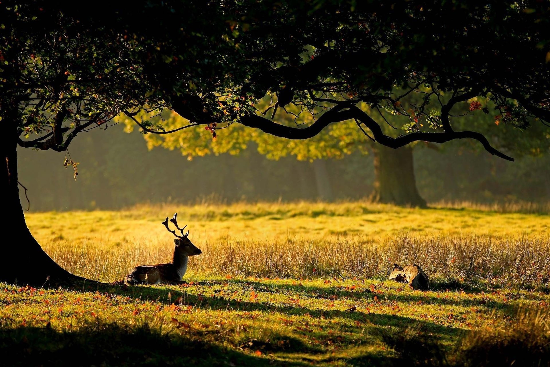 natura jeleń trawa poroże drzewo jeleń liście