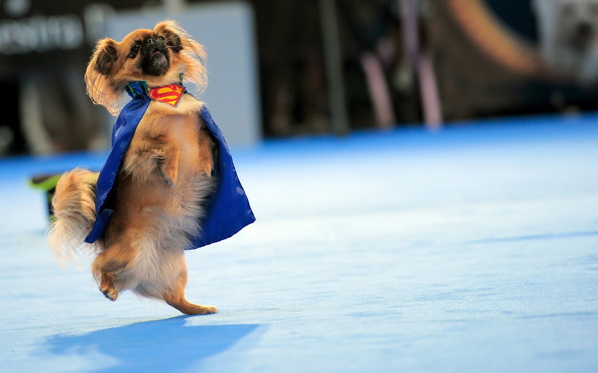 uperman pekingese anzug