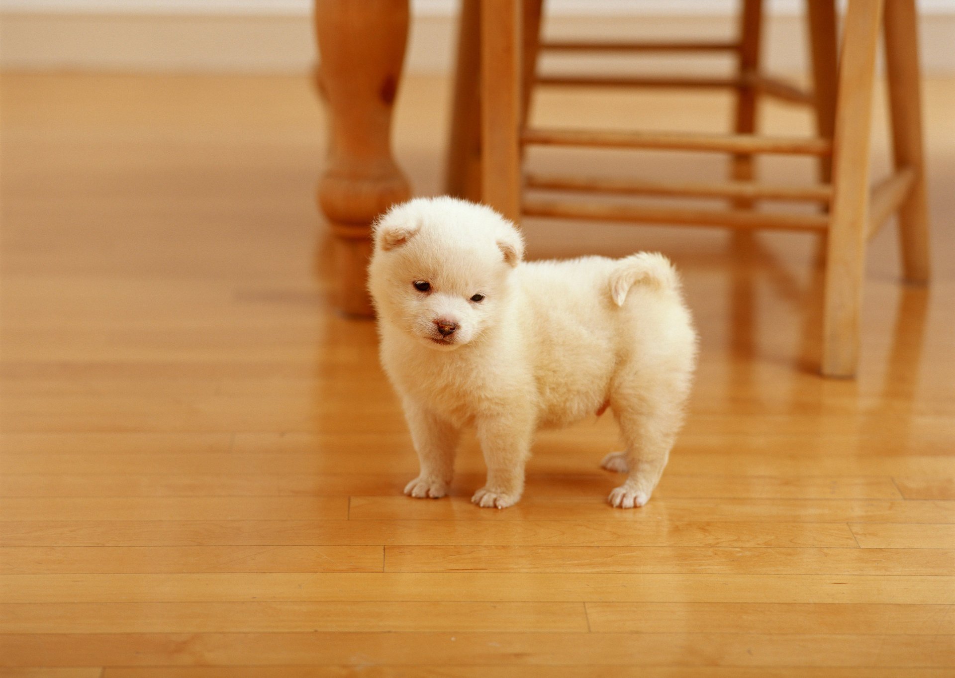 son reflet le chiot regarde