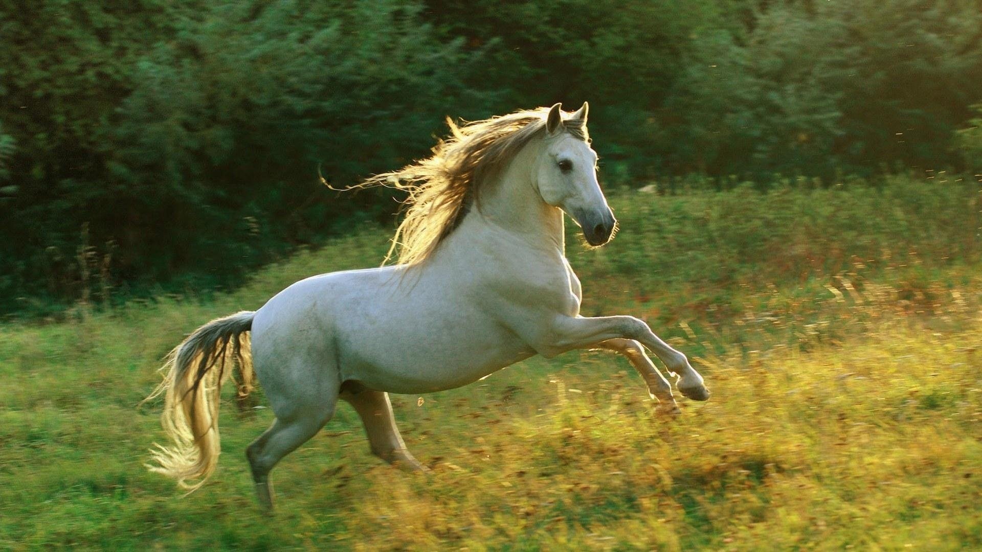 galope cielo caballo melena hierba blanco gris claro