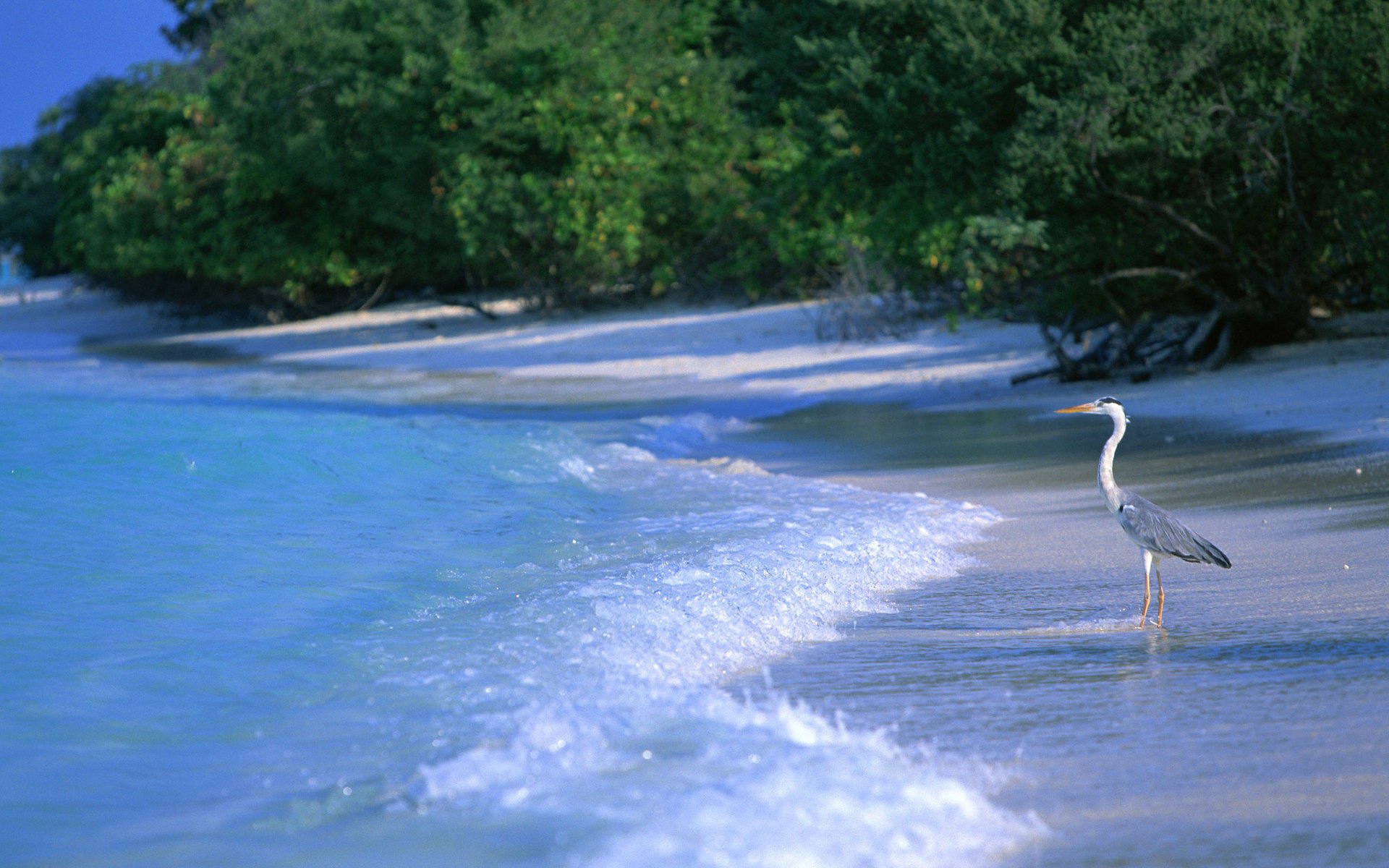 naturaleza playa mar paisaje aves agua garza