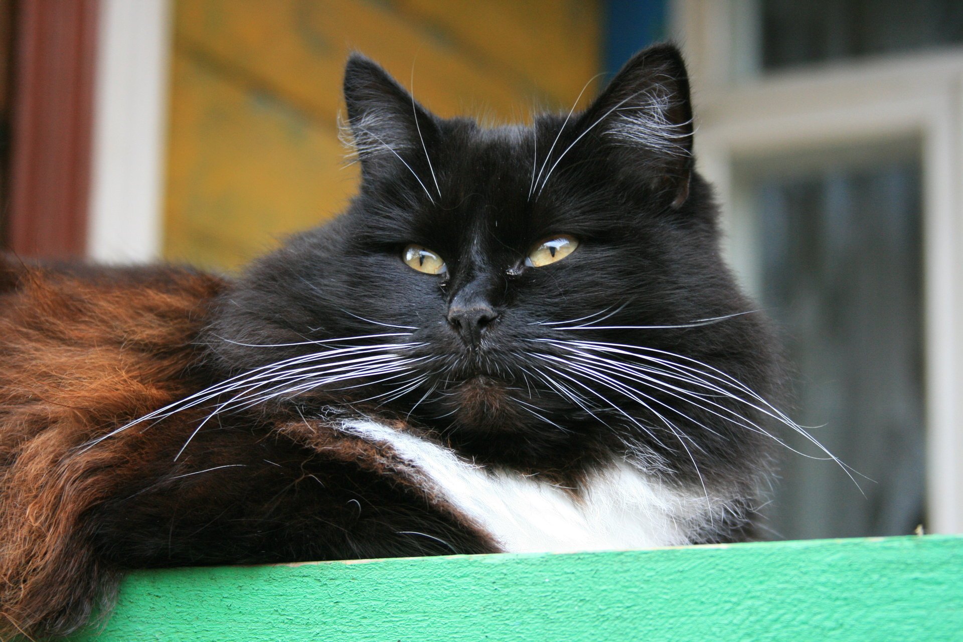 veranda tiere katze katzen land schnurrbart