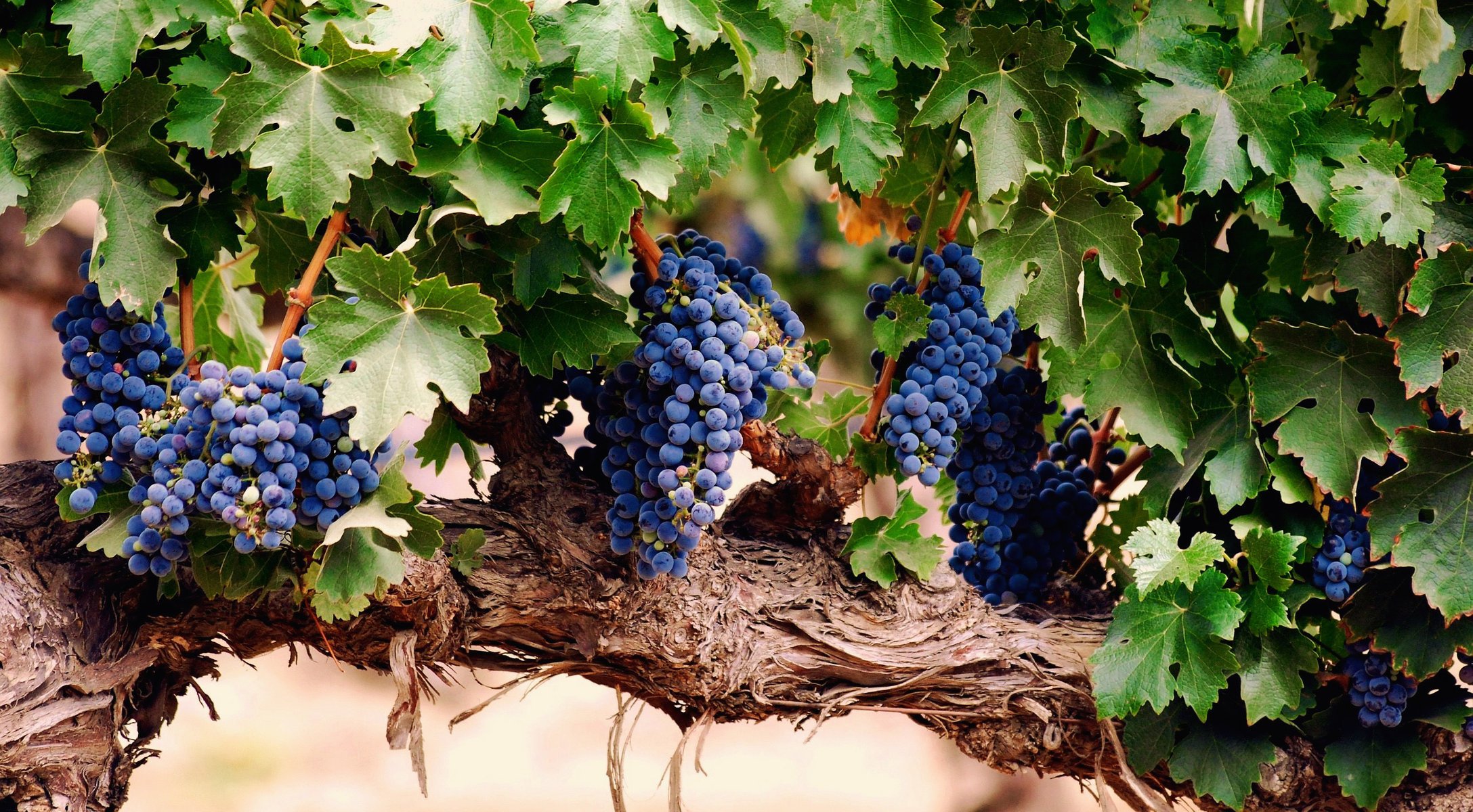 uvas bayas cepillo hojas vid racimo