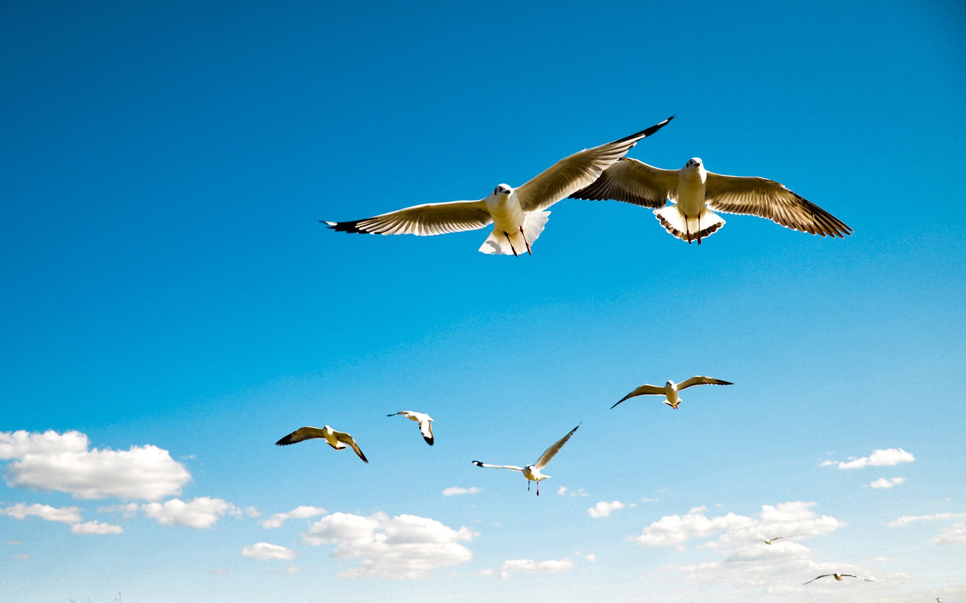 barrido pájaros vuelos albatros cielo alas gaviotas