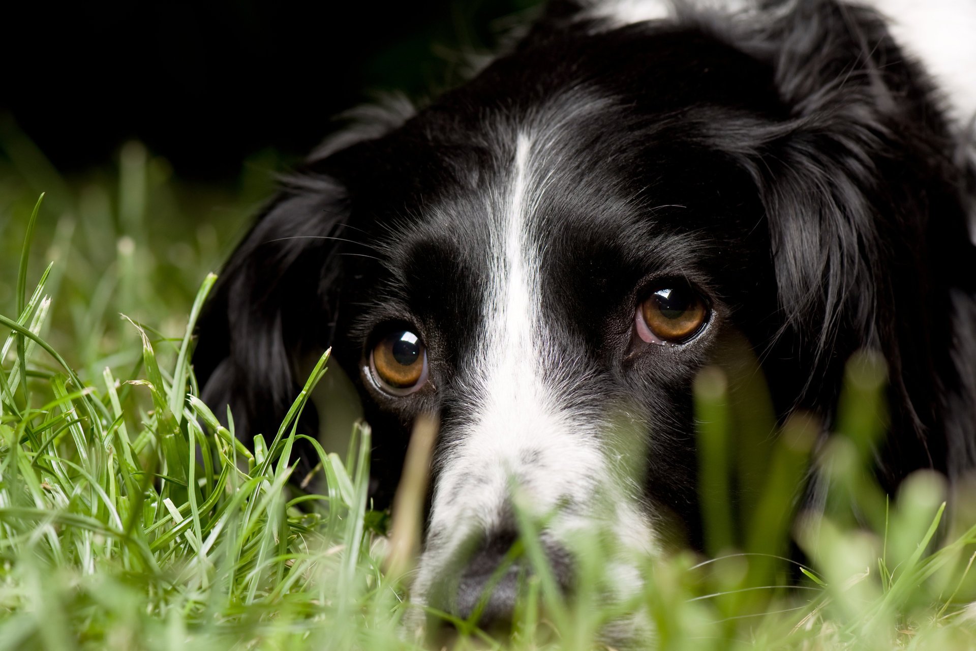 hund gras makro blick