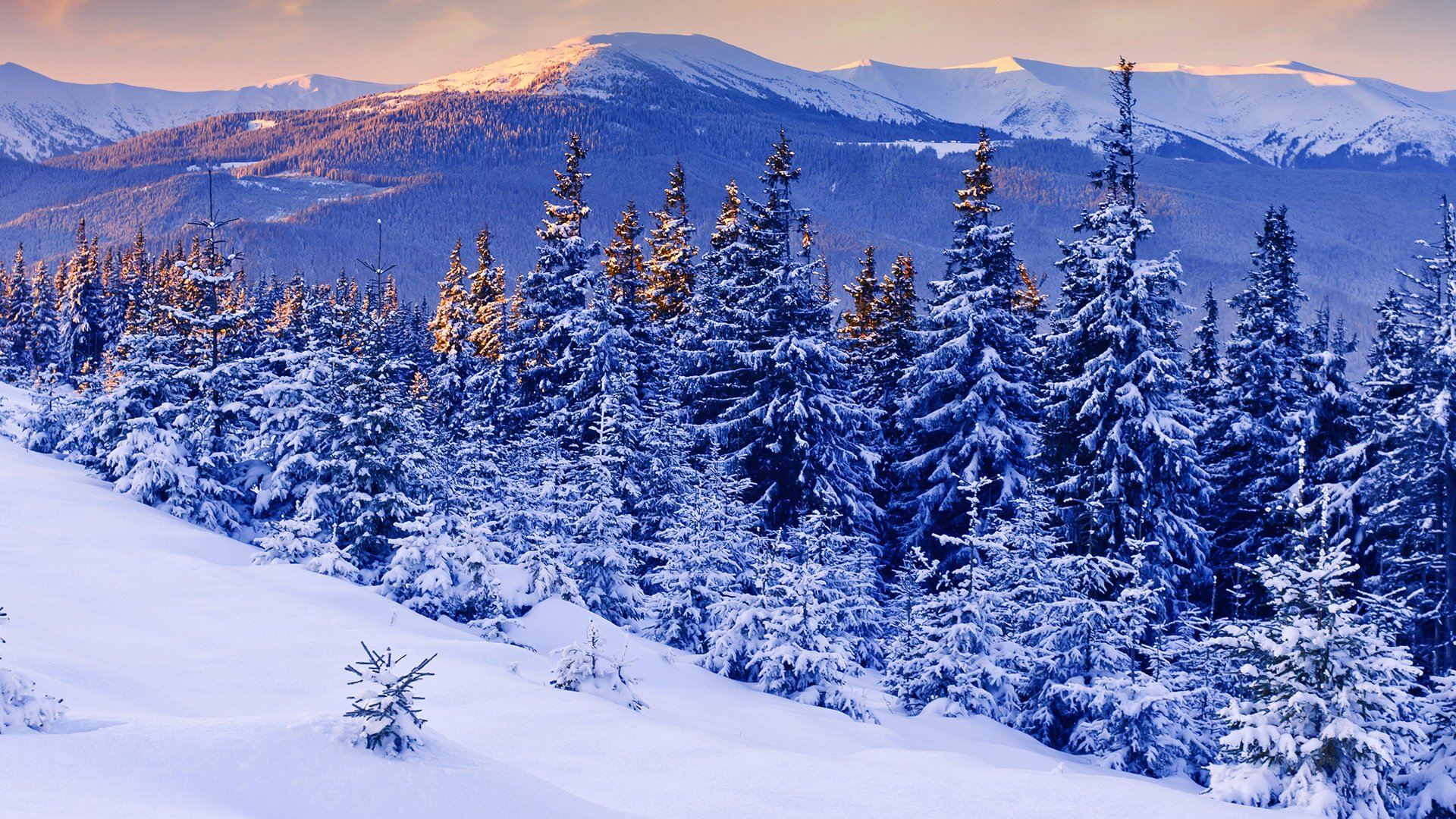 hiver montagnes neige soir arbres beauté coucher de soleil