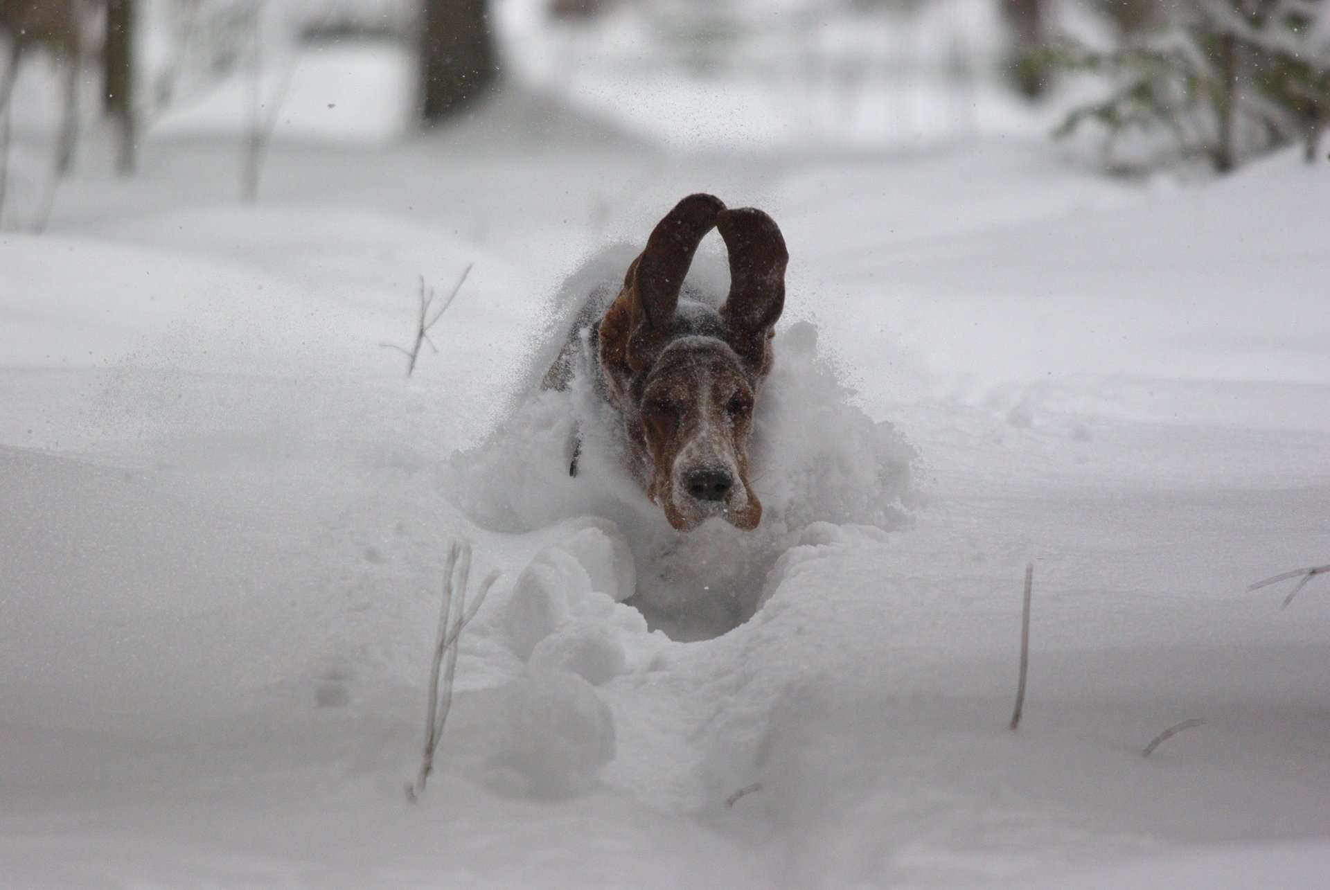 dog flight speed snow ear