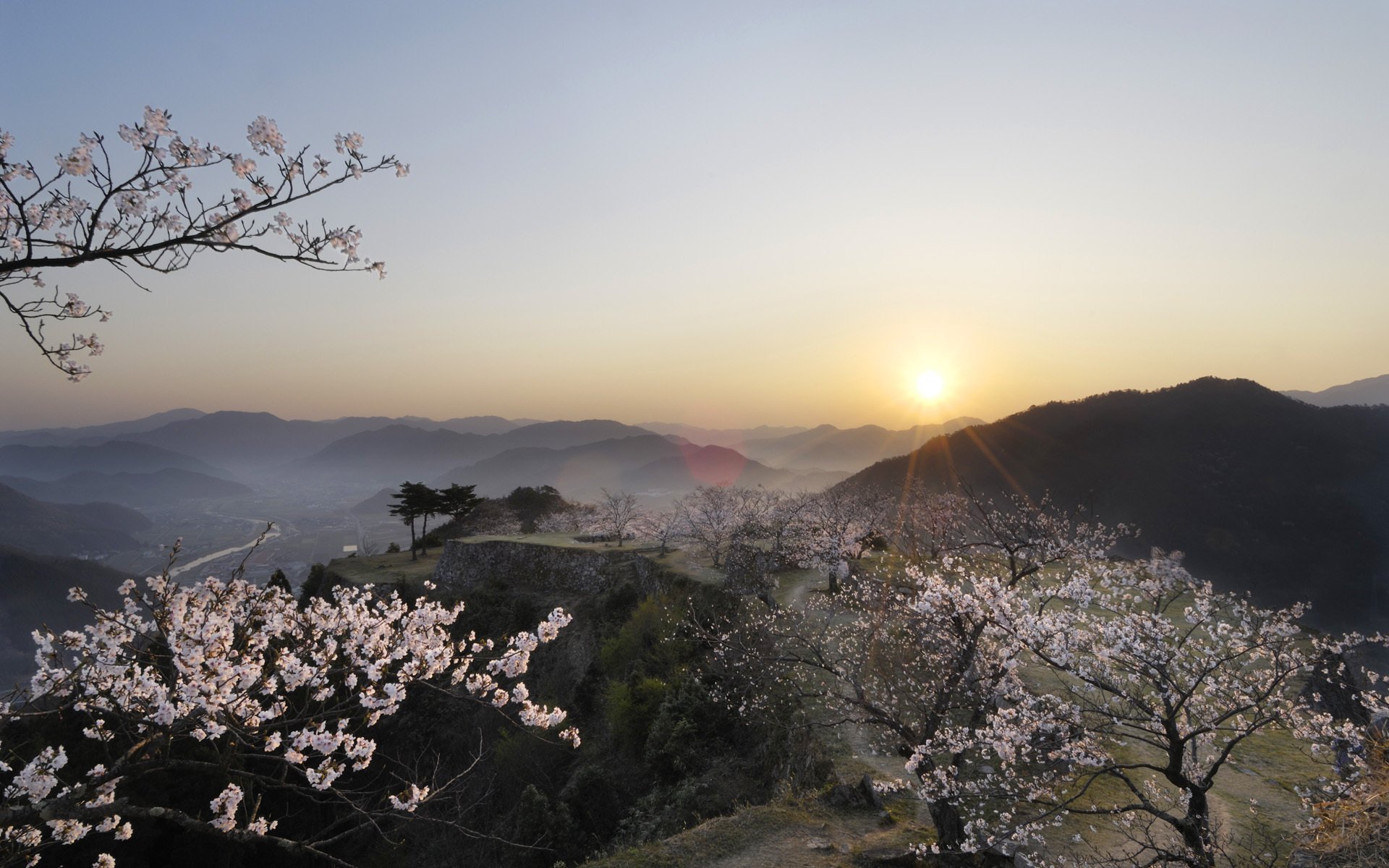 japan sakura sunset view