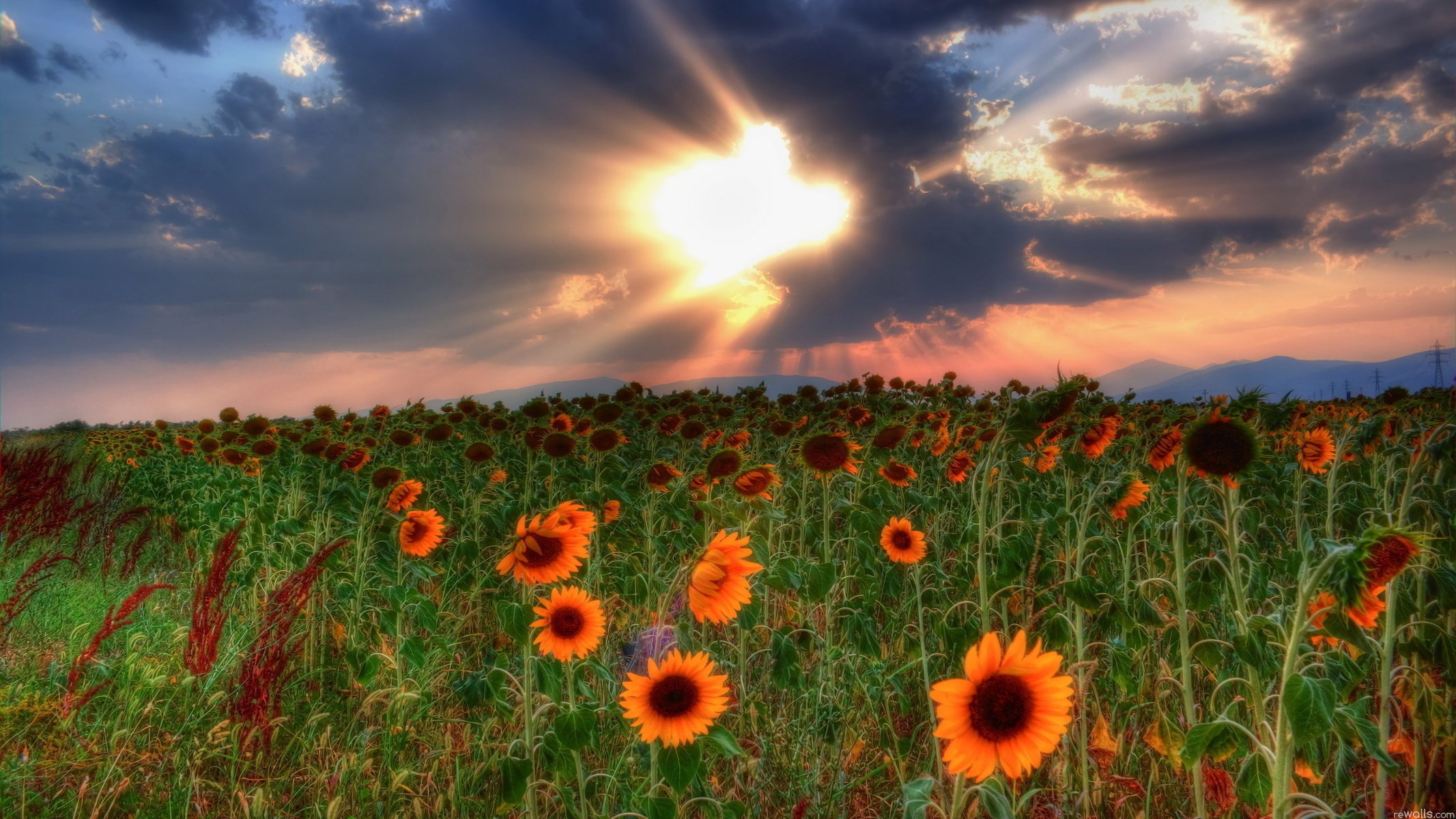 campo puesta de sol nubes girasoles cielo