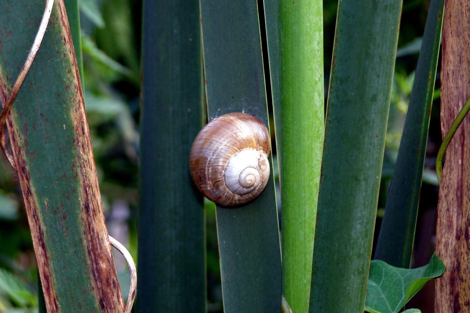 escargot herbe coquillage