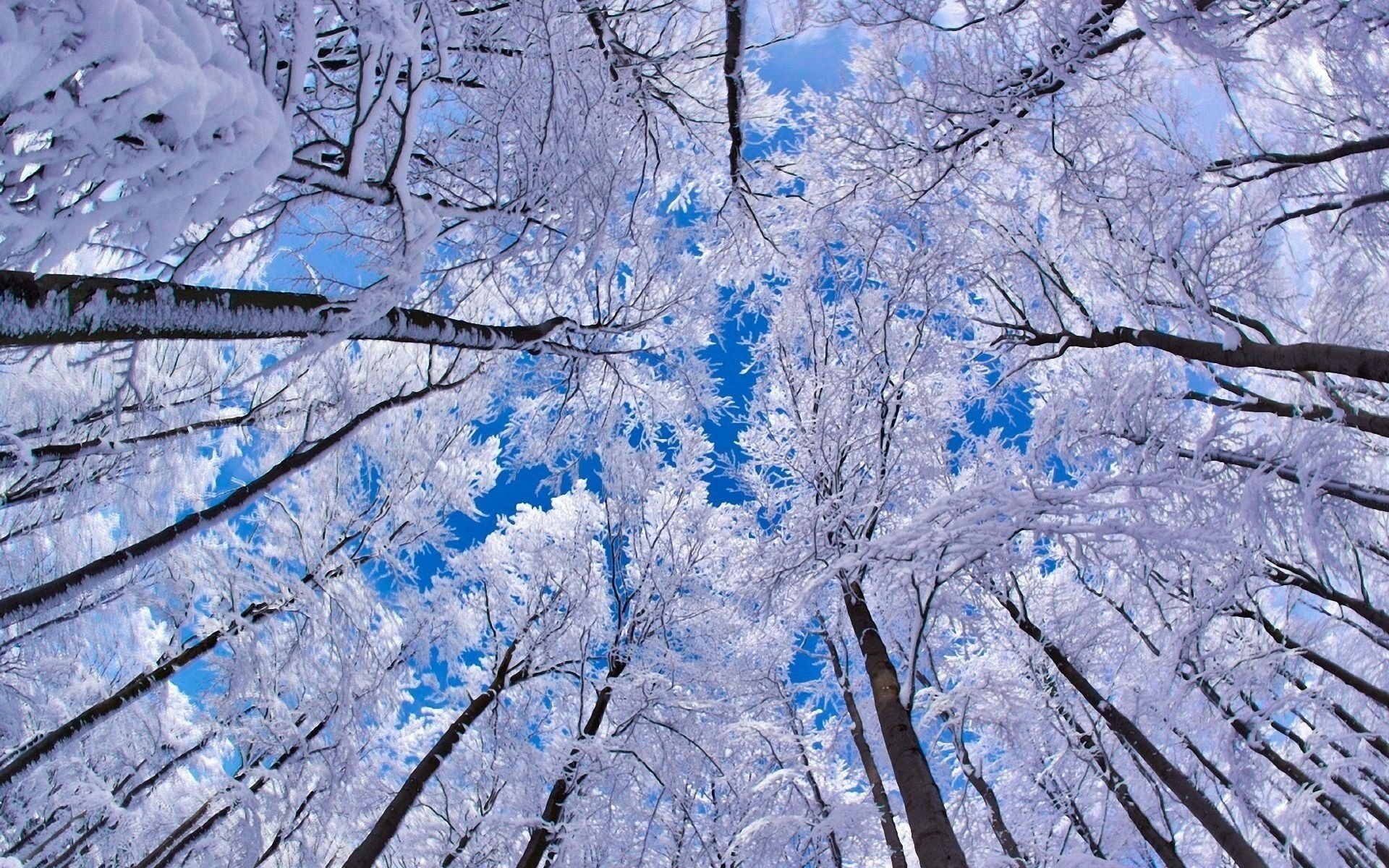 bäume winter schnee himmel