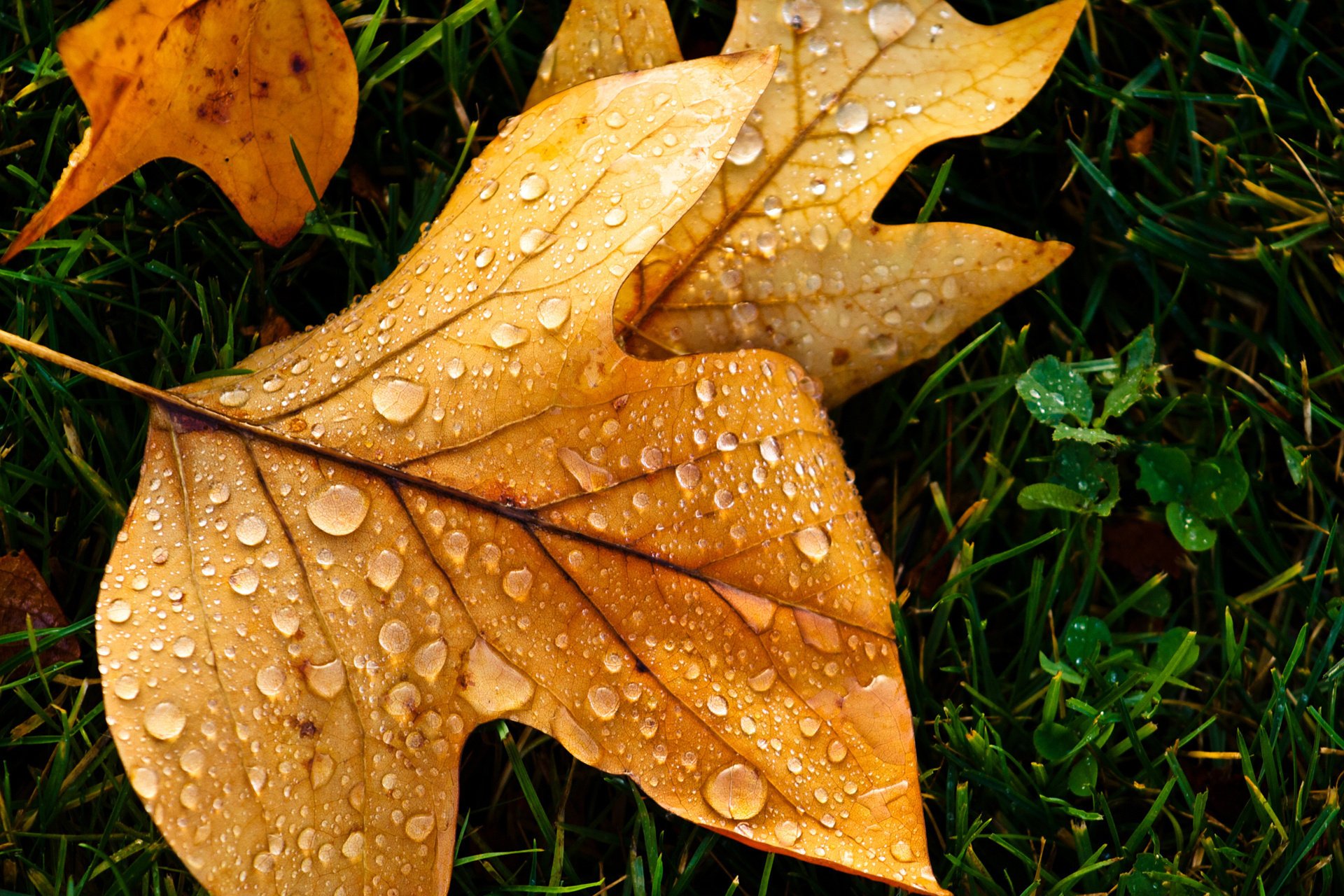 macro drops autumn sheet