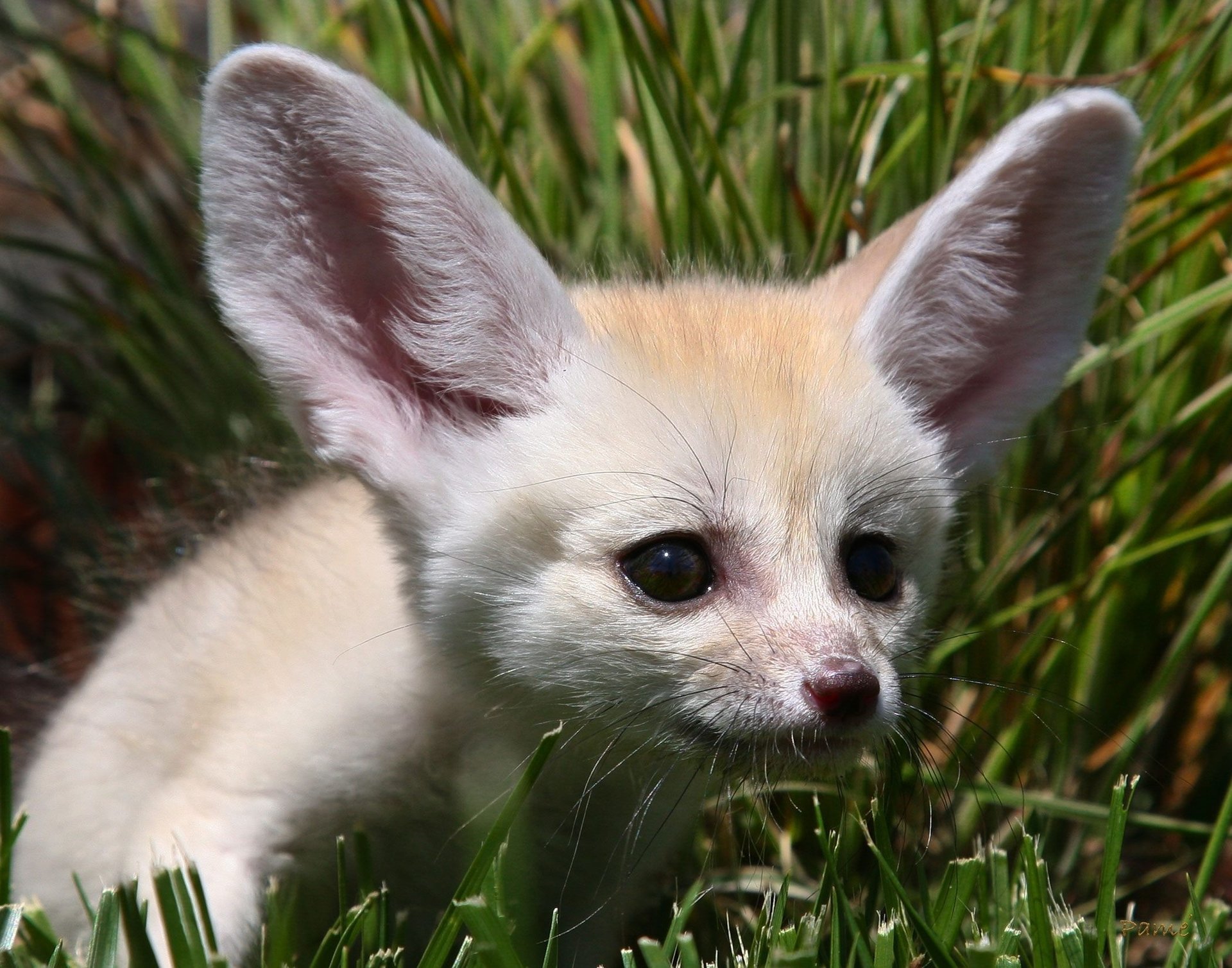 renard renard de sable oreilles blanc yeux nez