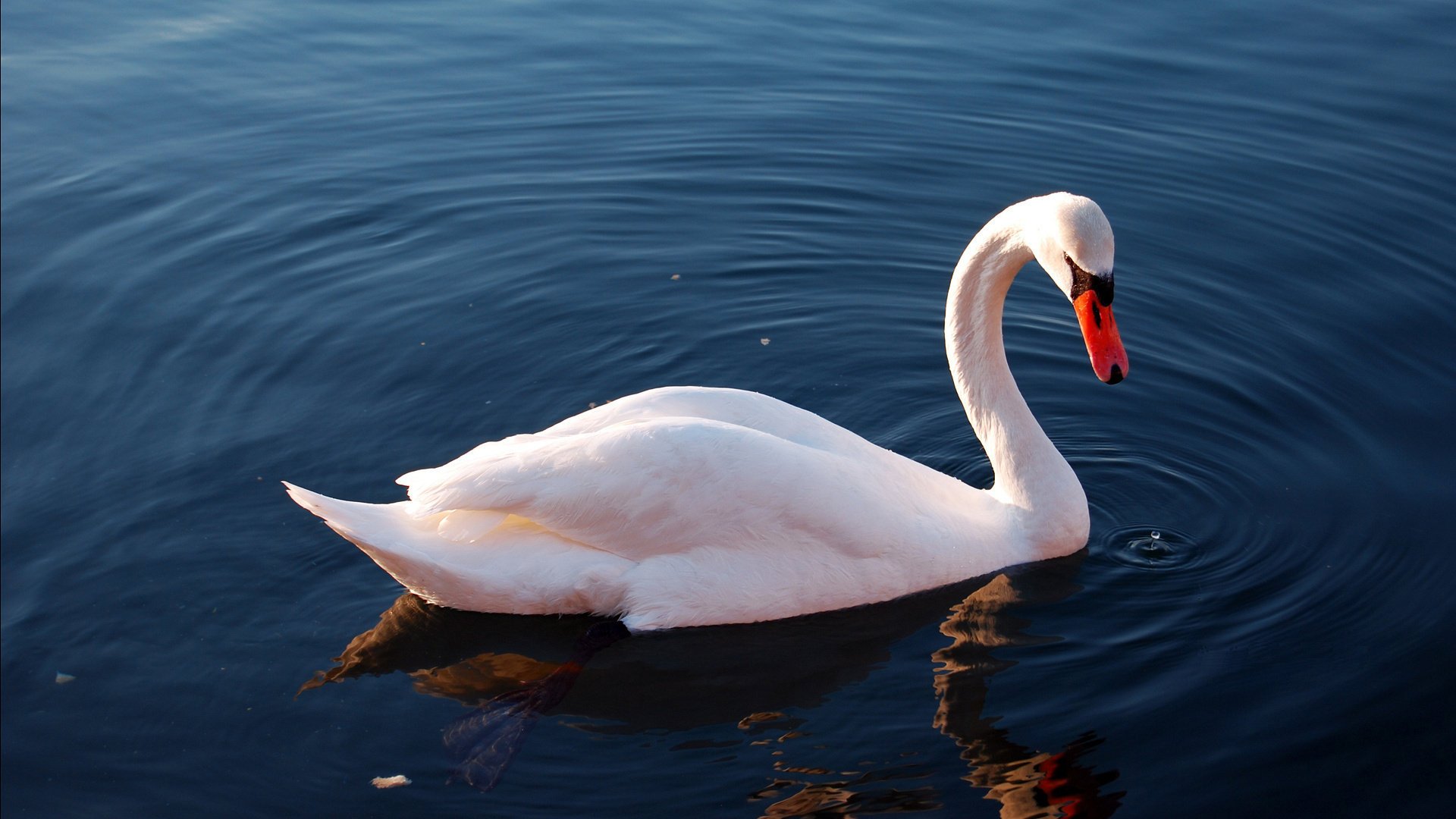 oiseau lac réflexion eau cygne