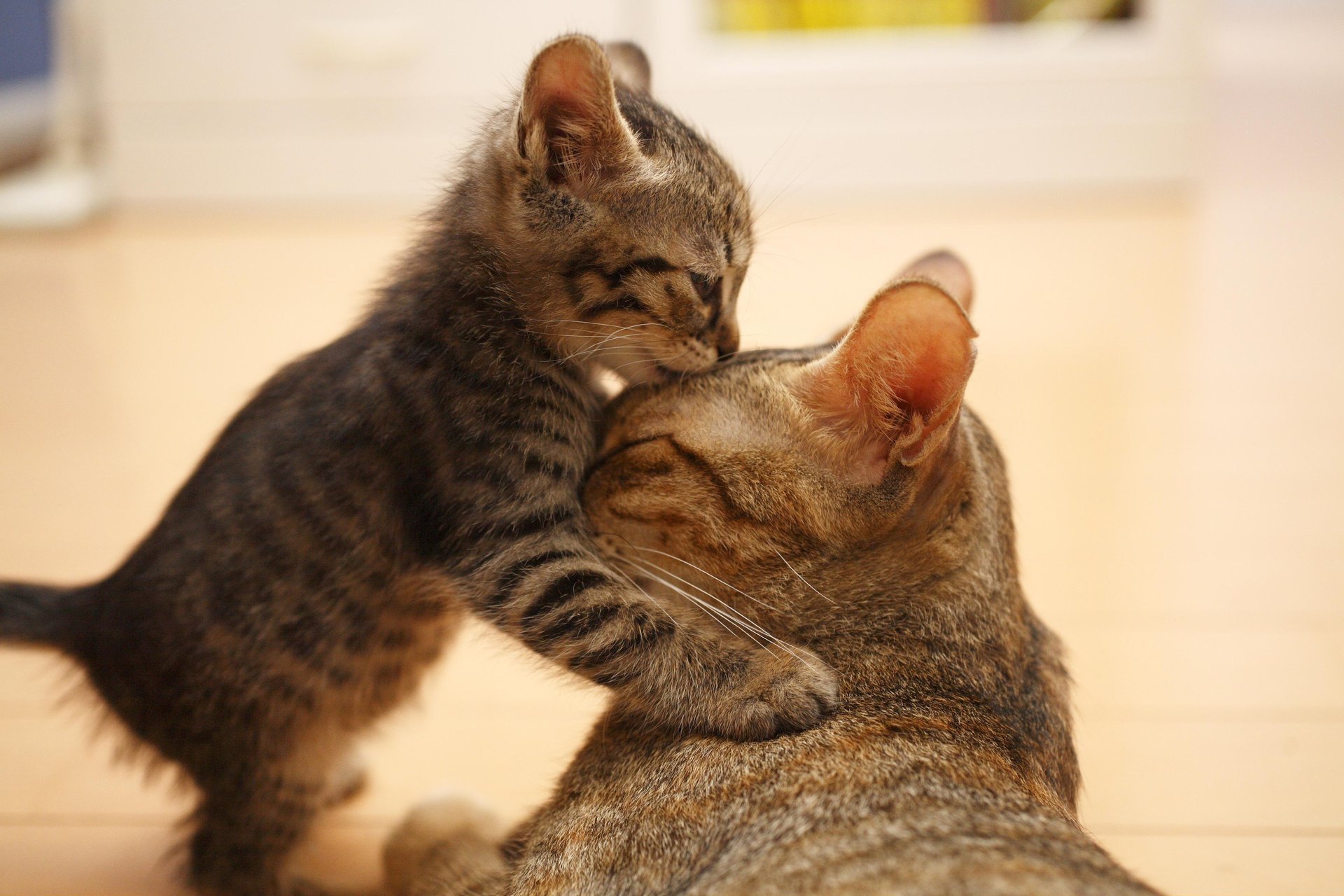 chat oreilles chaton museau savon