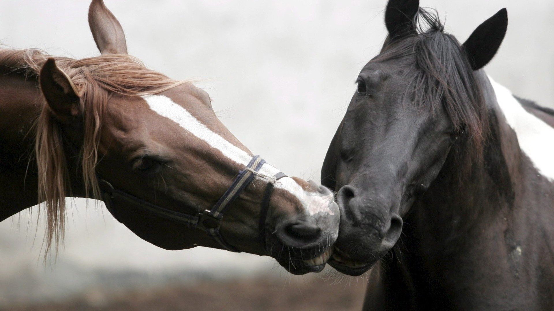 horse kiss beautiful photo crow red