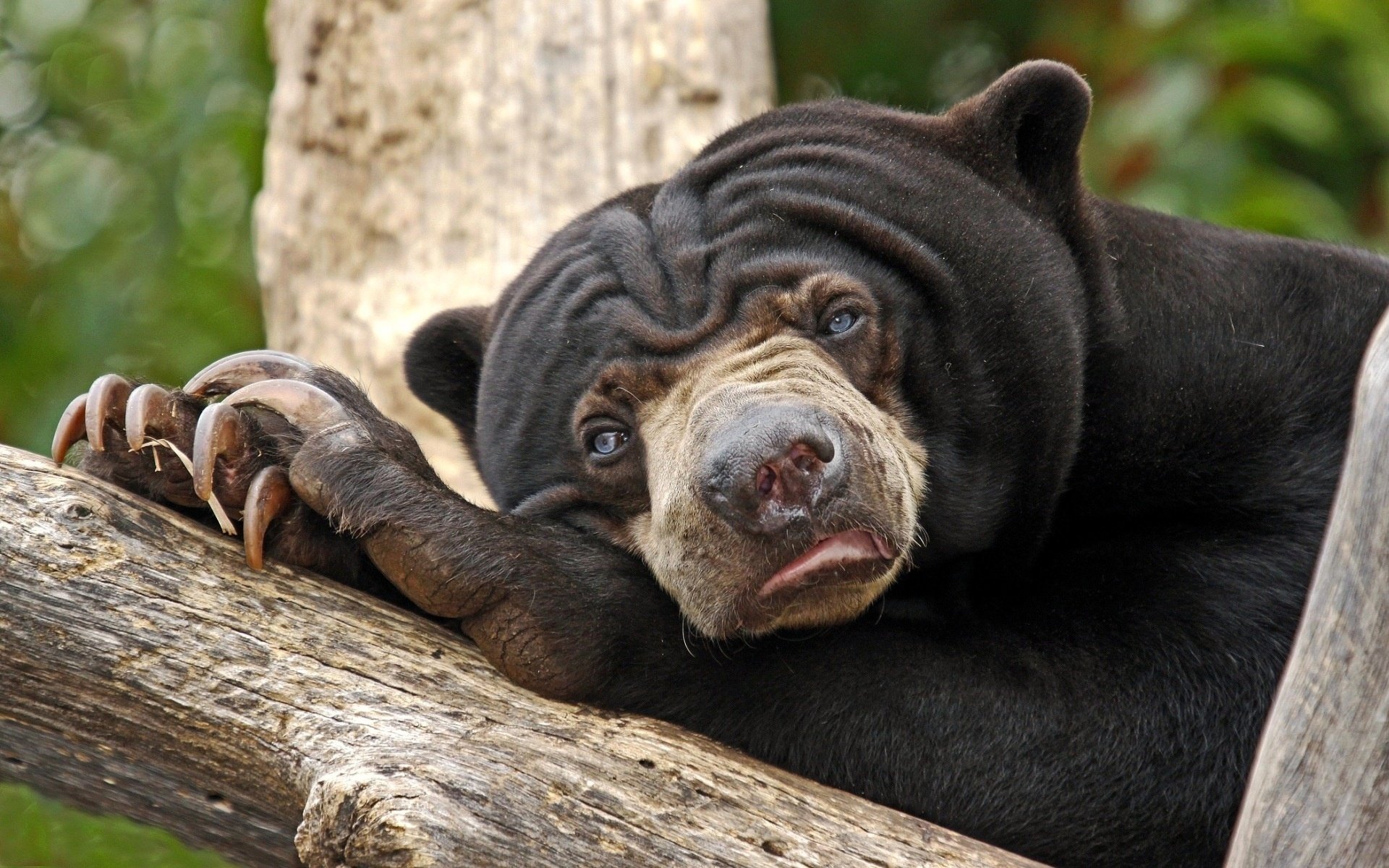 oso gubach azul ojos triste