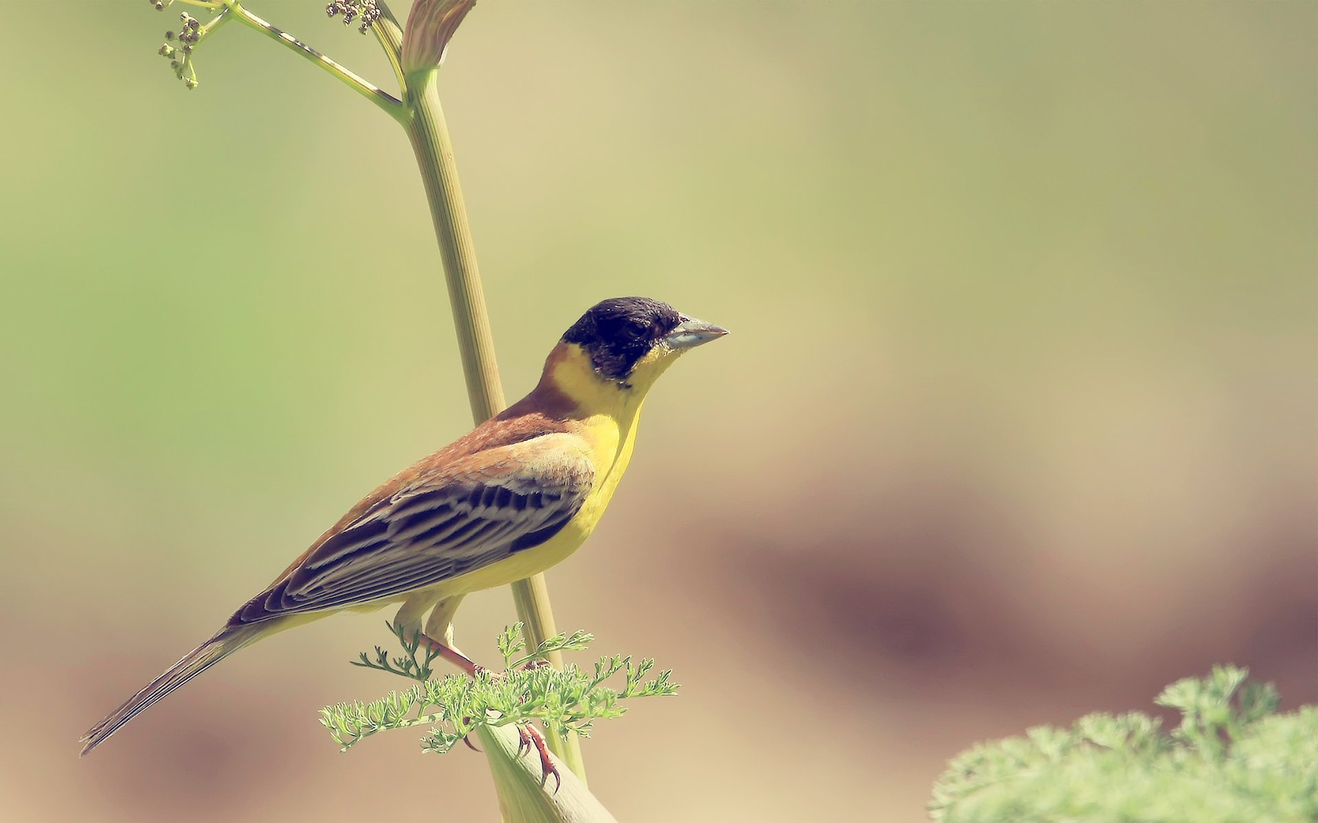 oiseau jaune birdie flou branche papier peint wallpapers fond d écran