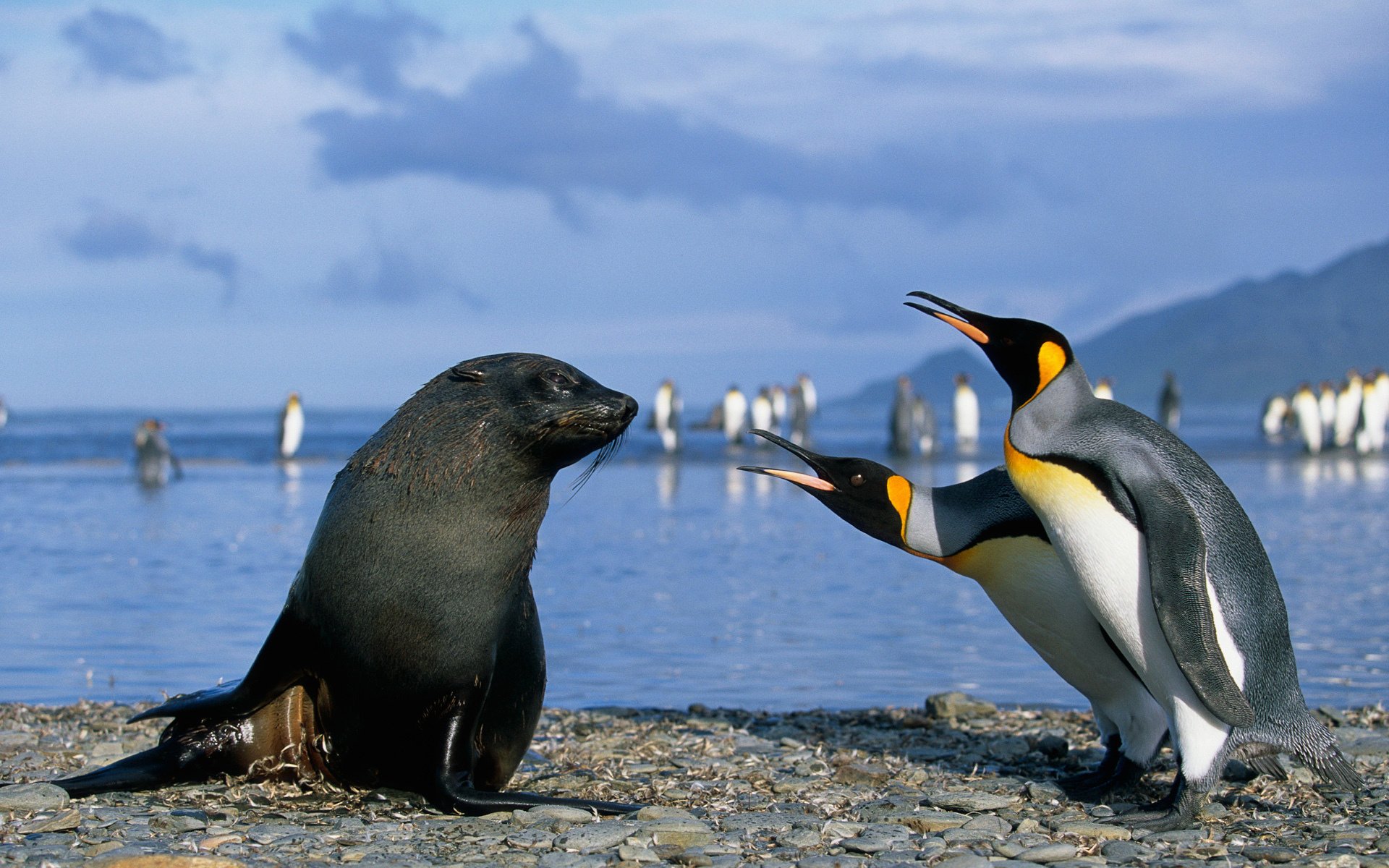 antártida foca pingüinos