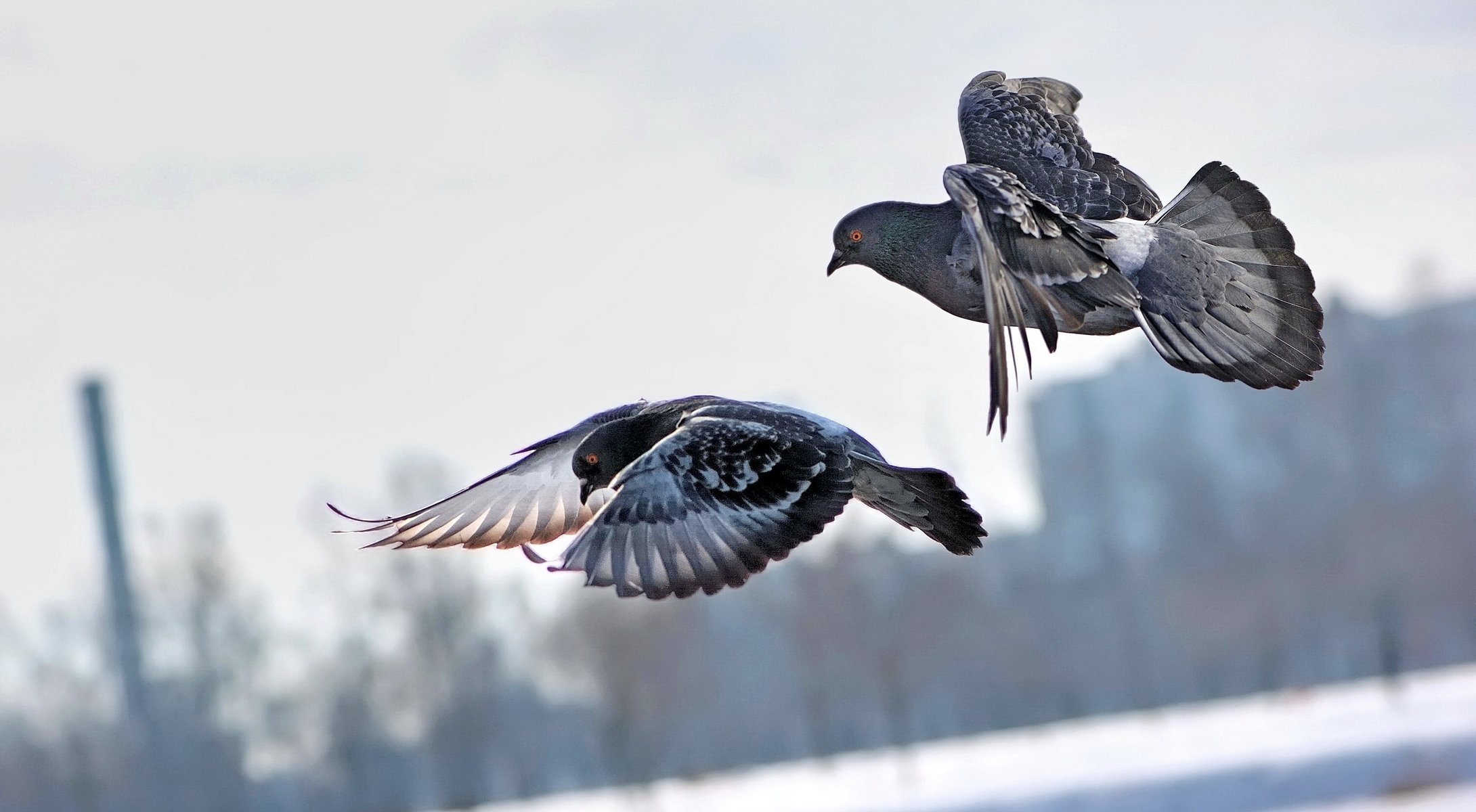 vögel fliegen tauben fliegen stadt paar