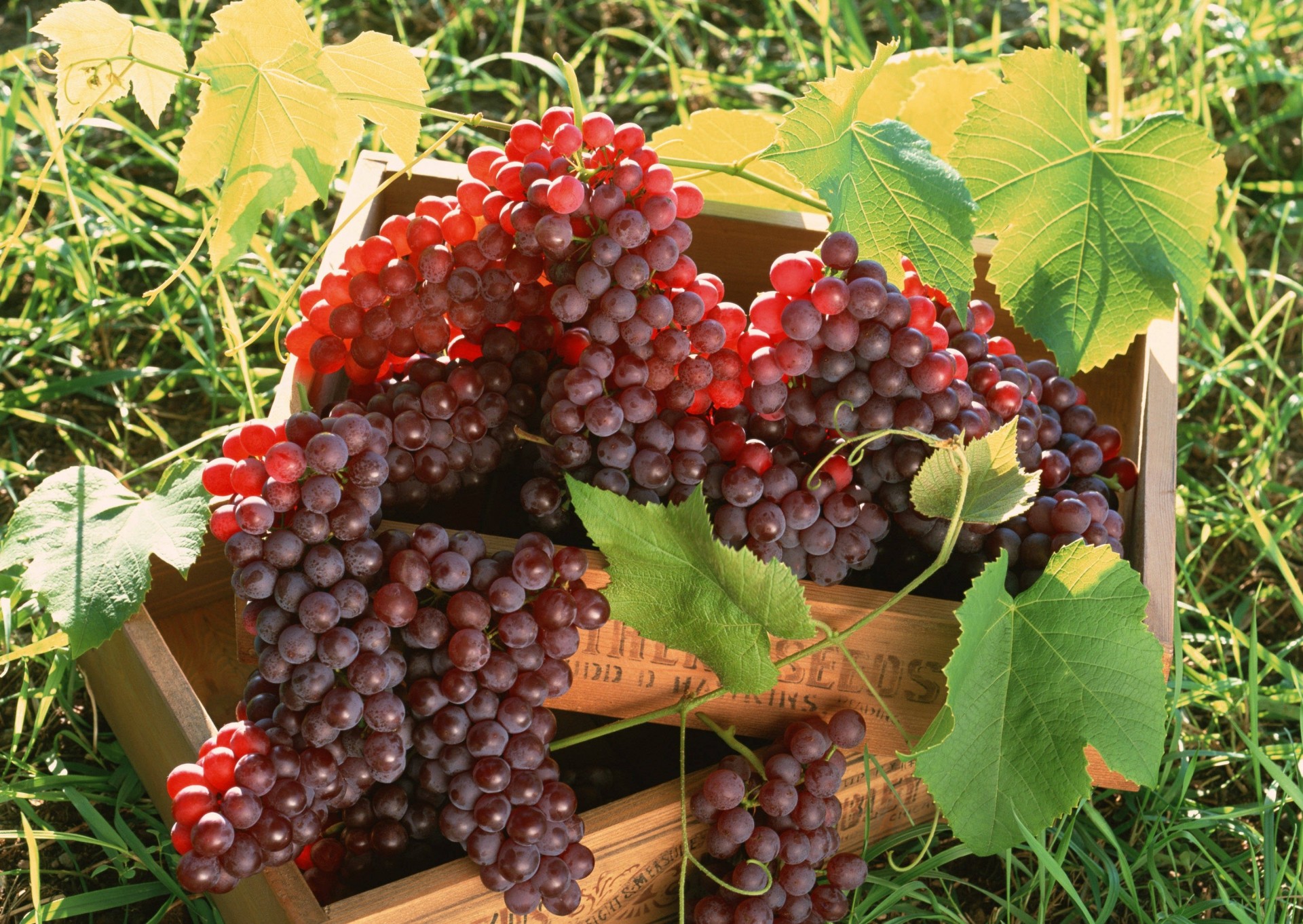 fruits grapes berrie