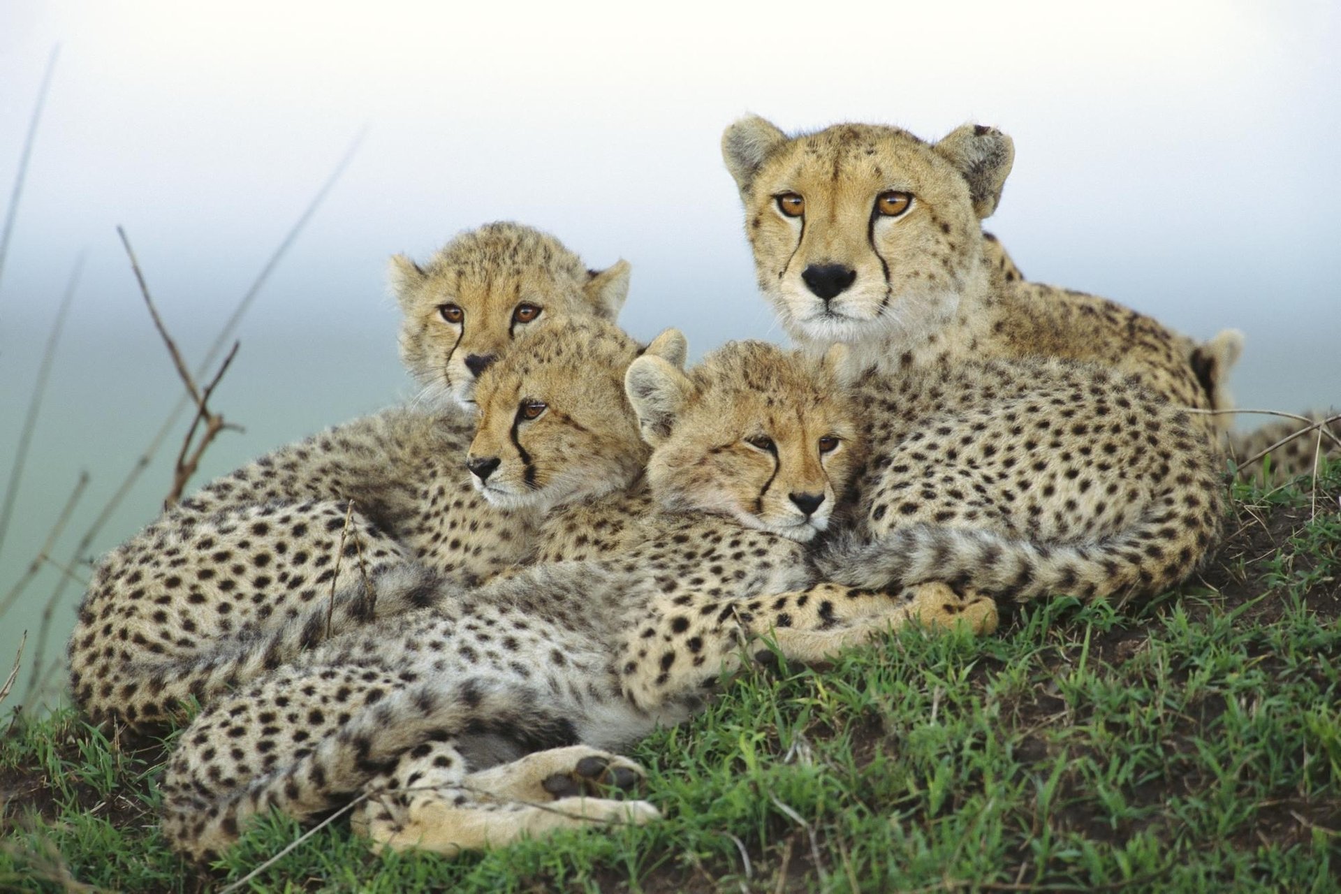 ghepardo cuccioli madre famiglia