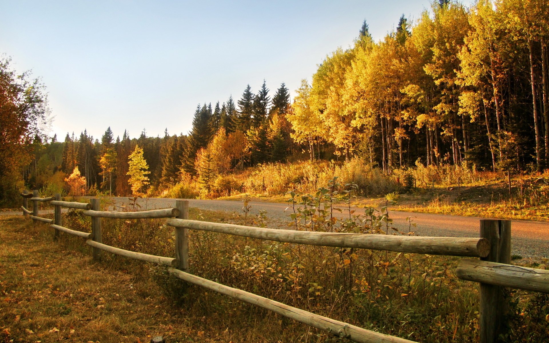 otoño bosque valla carretera