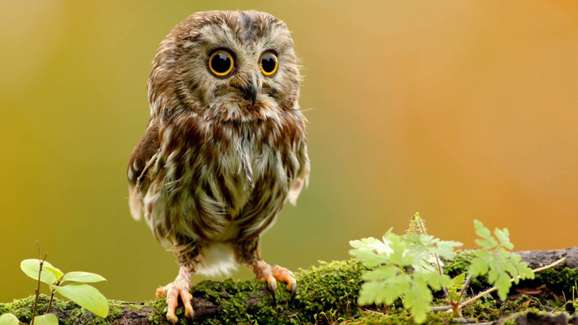 hibou oiseau poussin hibou vue