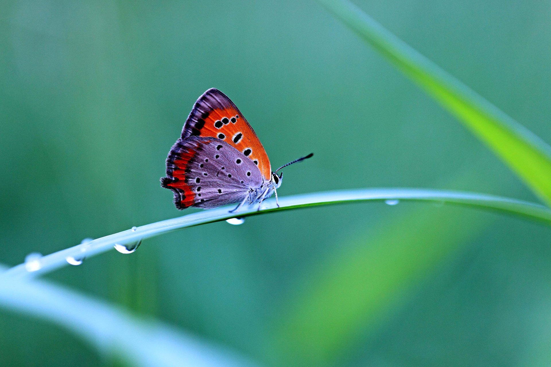 mariposa contraste gotas hierba