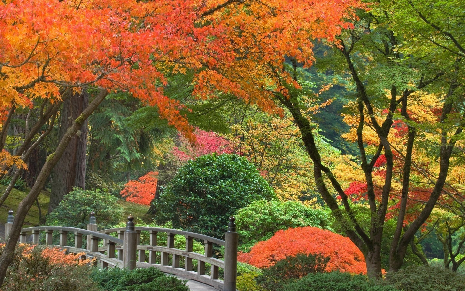 the bushes the bridge japan park trees autumn