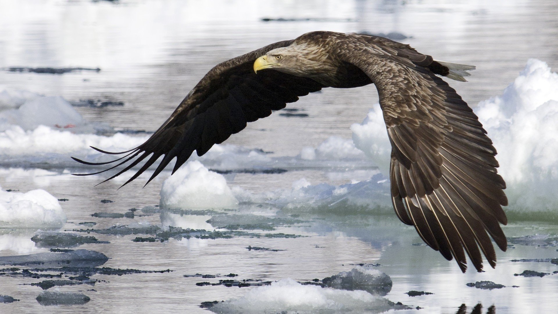 bird flight water ice wings eagle