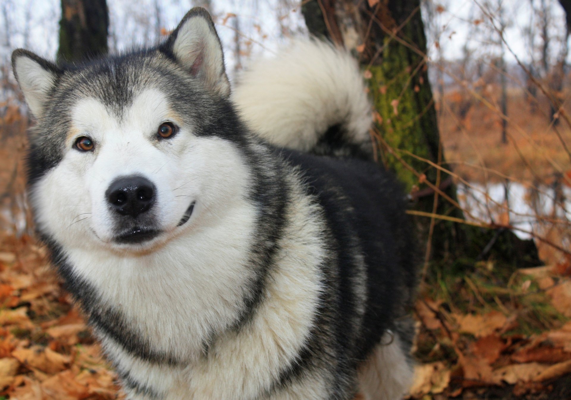 automne malamute d alaska chien