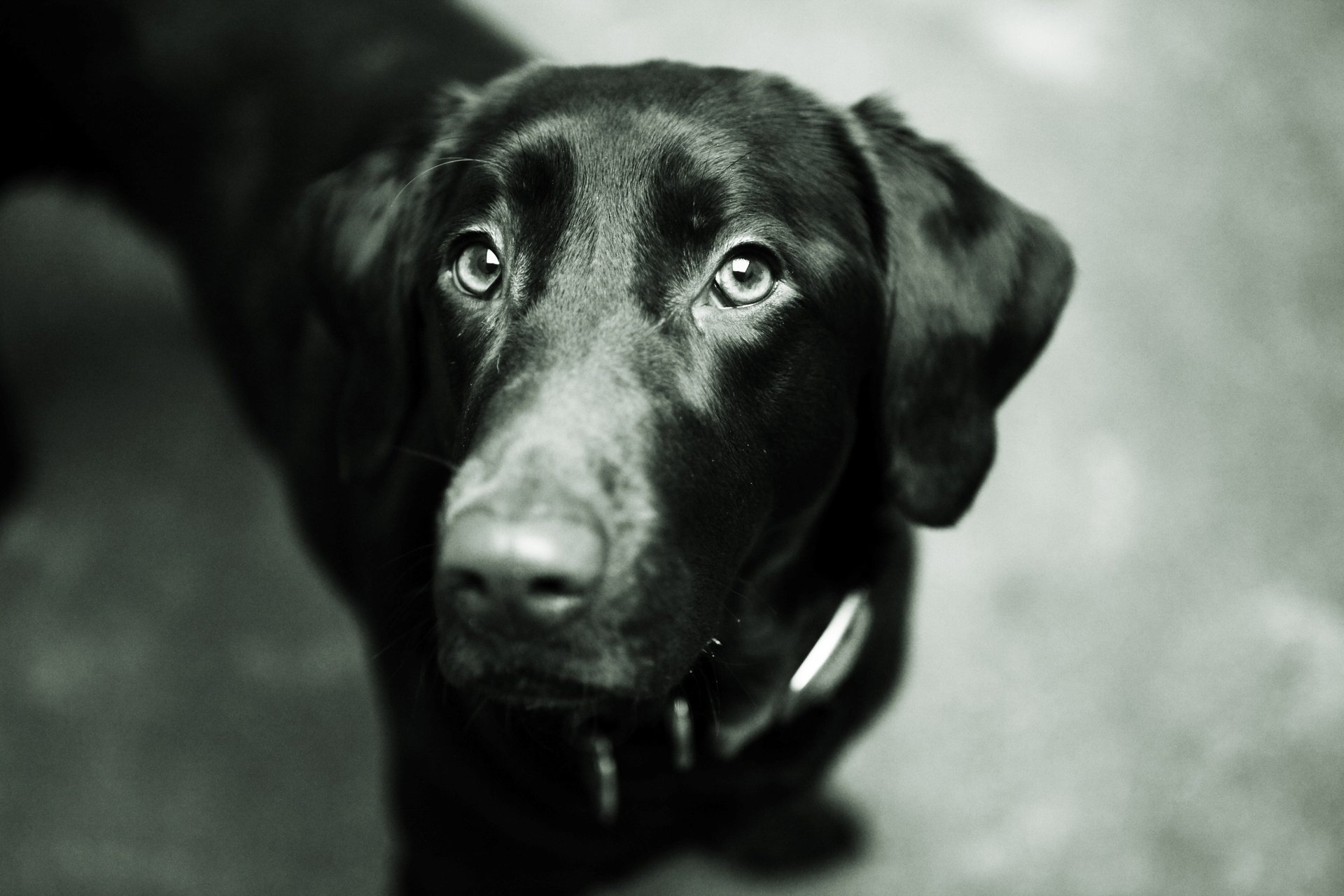 chien yeux chien labrador retriever museau noir