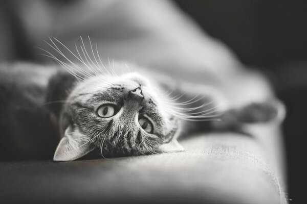 Schwarz-Weiß-Foto einer Katze auf der Couch