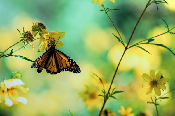 Hermosa mariposa en una flor amarilla