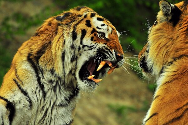 Два полосатых тигра. Оскал хищника