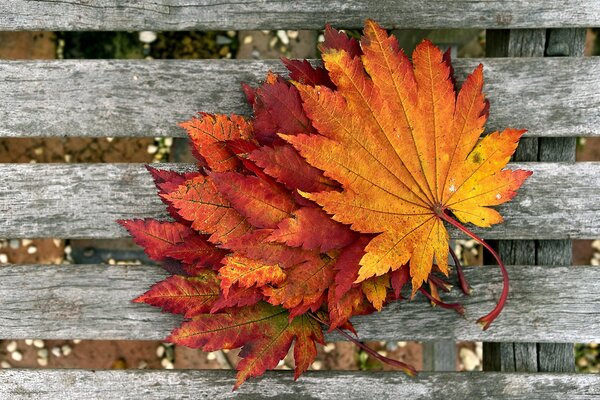 Bouquet of autumn leaves on the bench