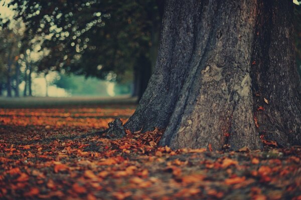 Arbre automne feuilles nature