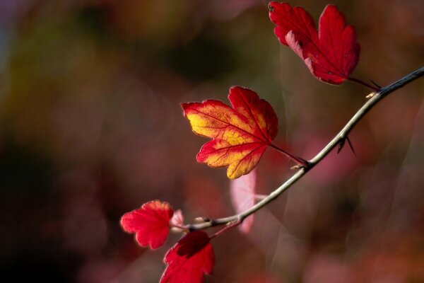 A tree branch with autumn leaves