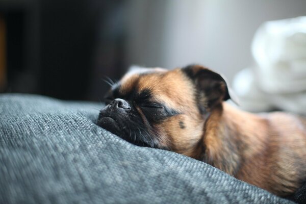 The muzzle of Brabanson s dog sleeps in bed and the dog s nose sticks out