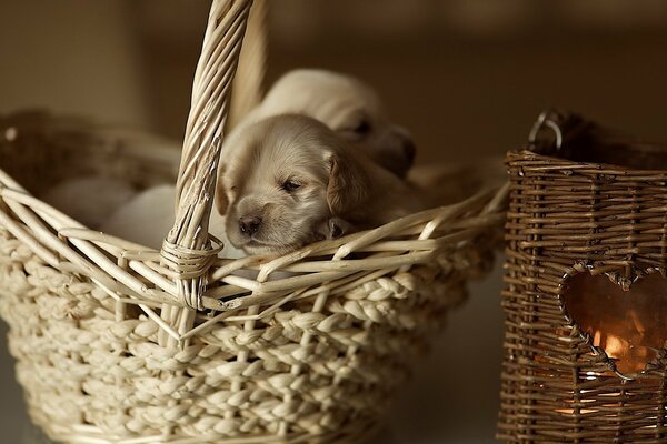 Panier avec un coeur, et il y a un chiot