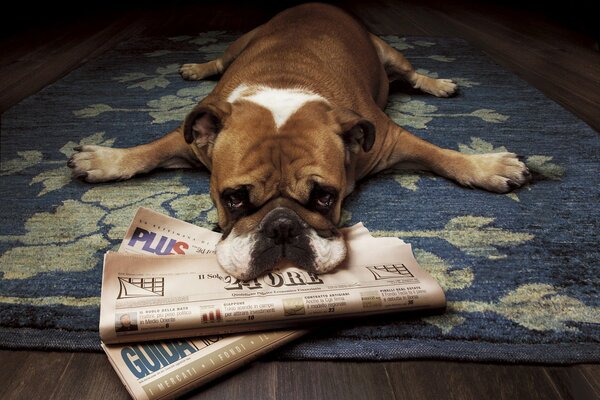 Die Bulldogge liegt mit Zeitungen und Pfoten in verschiedene Richtungen