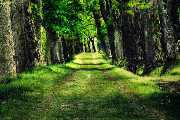 Monde vert. Nature. Forêt